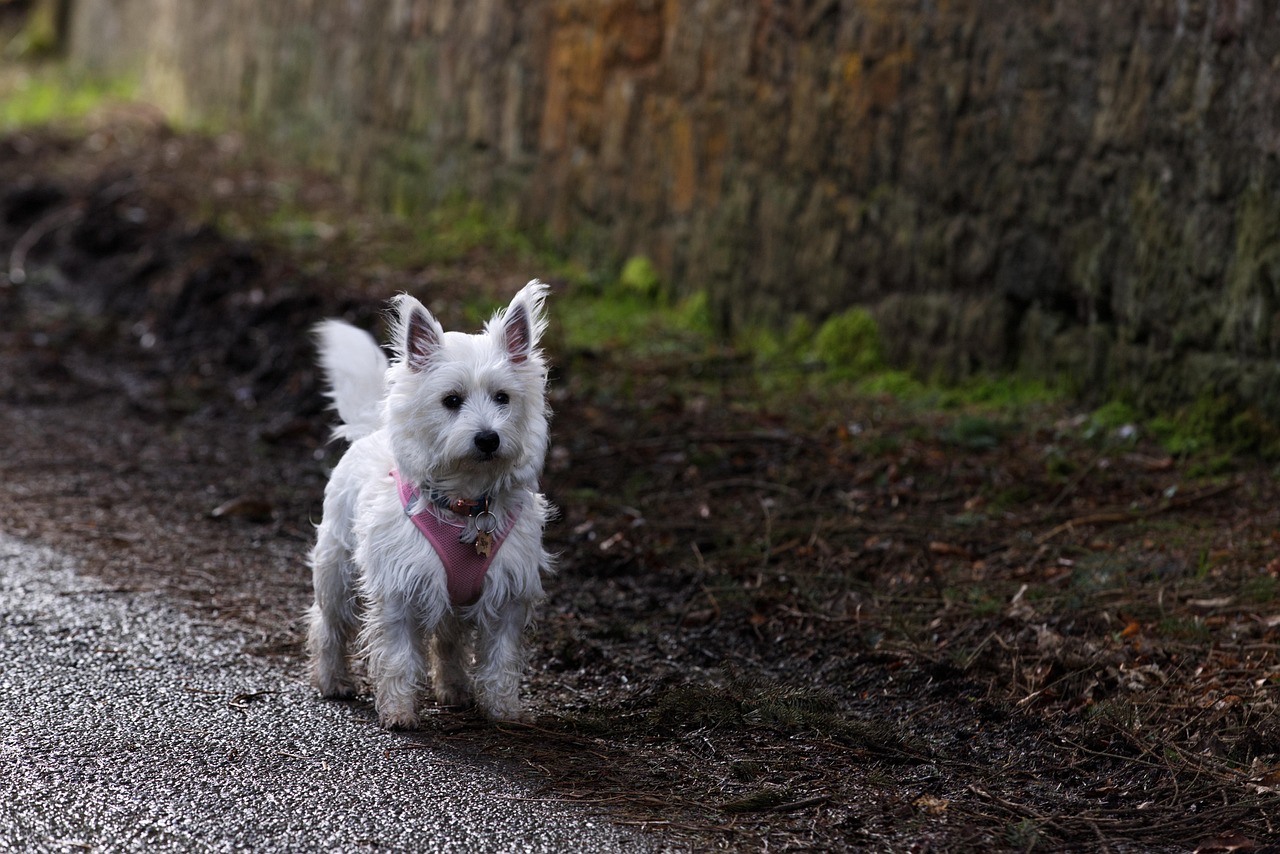 West highland white terrier idący ścieżką przy ulicy