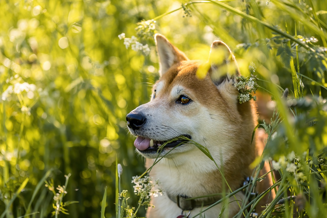 Shiba: charakter, wielkość według wzorca, linienie i ile jedzenia potrzebuje