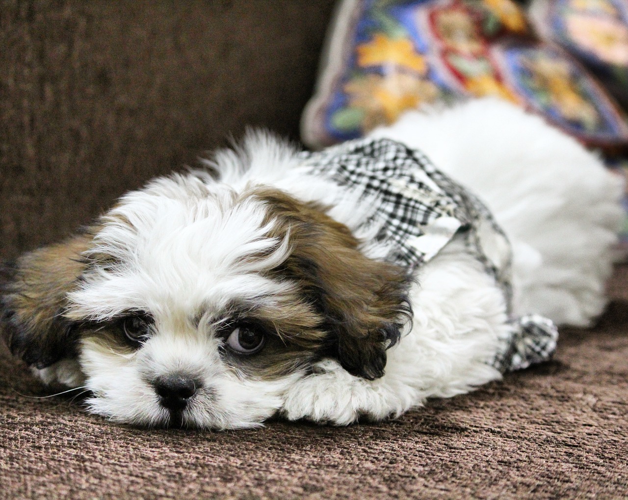 Lhasa apso: charakter, wielkość według wzorca, pielęgnacja długiej szaty i porcje jedzenia