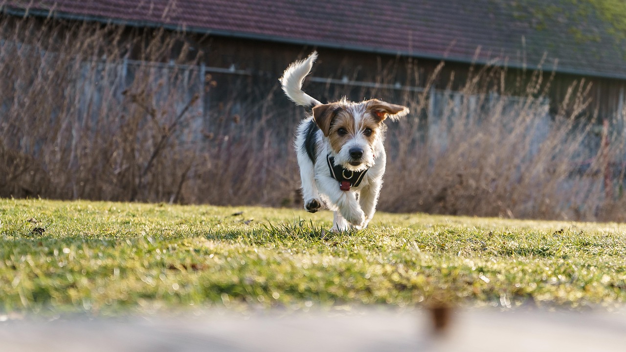 Jack russell terrier biegnący po trawniku w plenerze