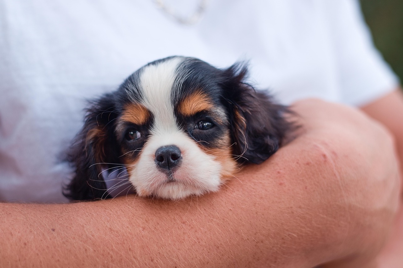 Uroczy szczeniak cavalier king charles spaniel na łonie natury