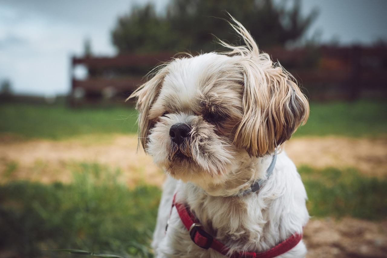 Szczeniak shih tzu na dworze
