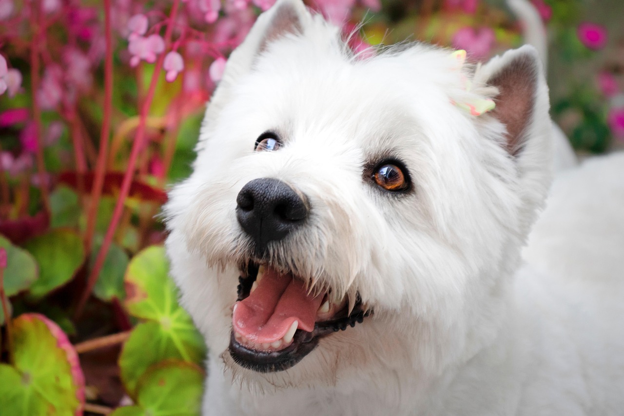 West highland white terrier z futrem stojącym wśród natury
