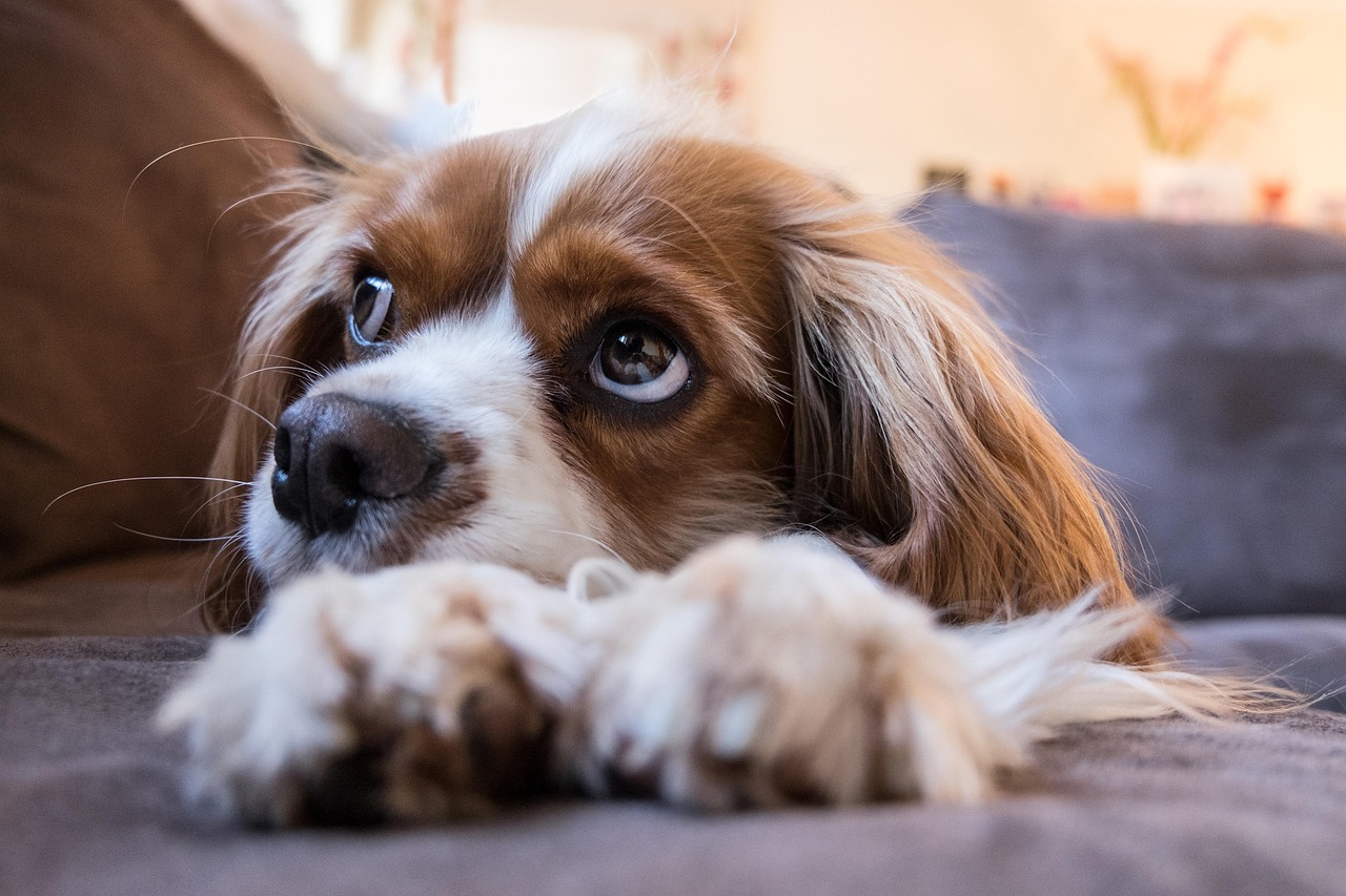 Szczeniak cavalier king charles spaniel patrzący z sofy