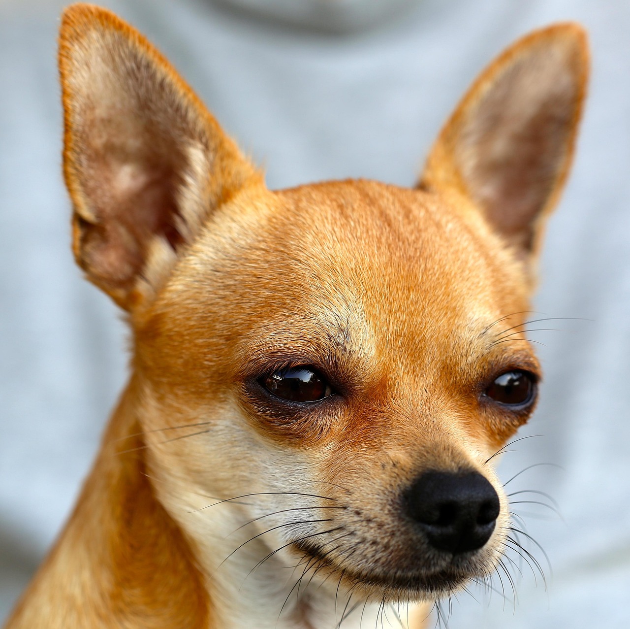 Uroczy chihuahua, pies domowy i ssak, portret w naturze