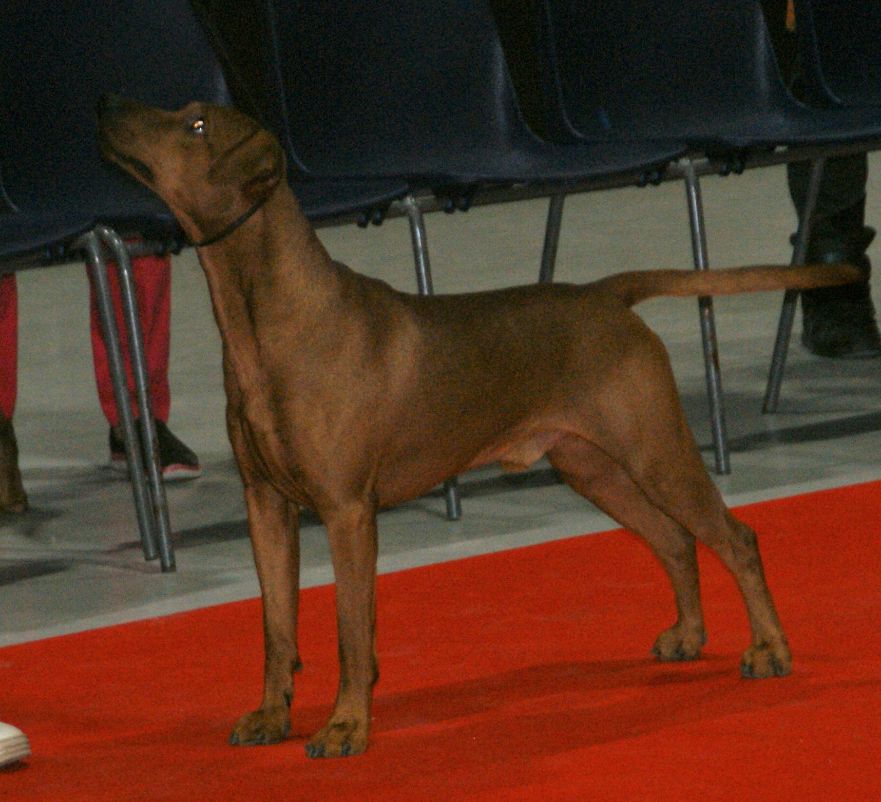 German Pinscher, red male